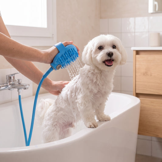 Ducha con cepillo bañando a un bichón maltés en la bañera